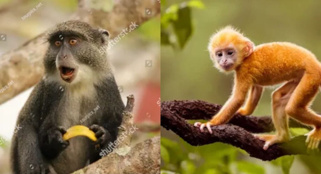 Clean and Family-Friendly Monkey Puns