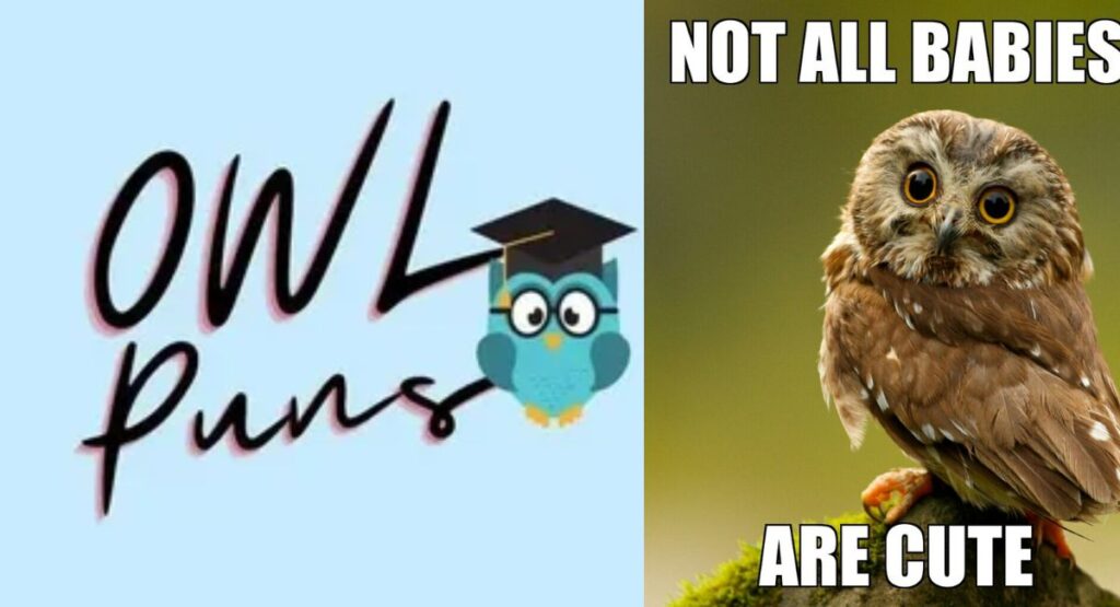 Funny Owl Puns Captions 