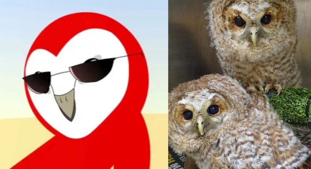 Silly & Sassy Owl Wordplay 