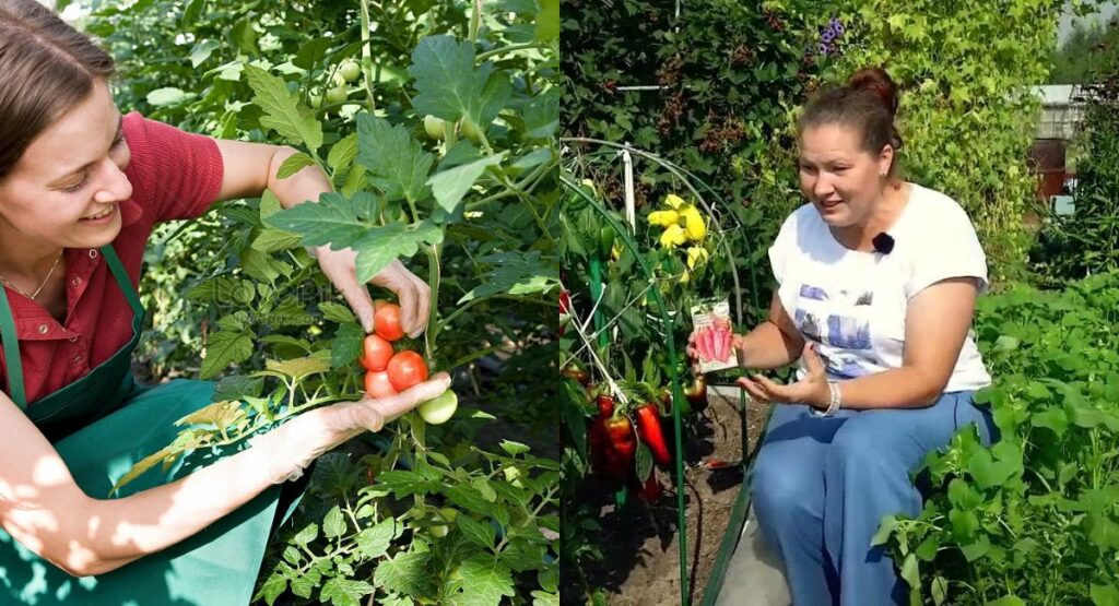 Silly & Sassy Tomato Wordplay 