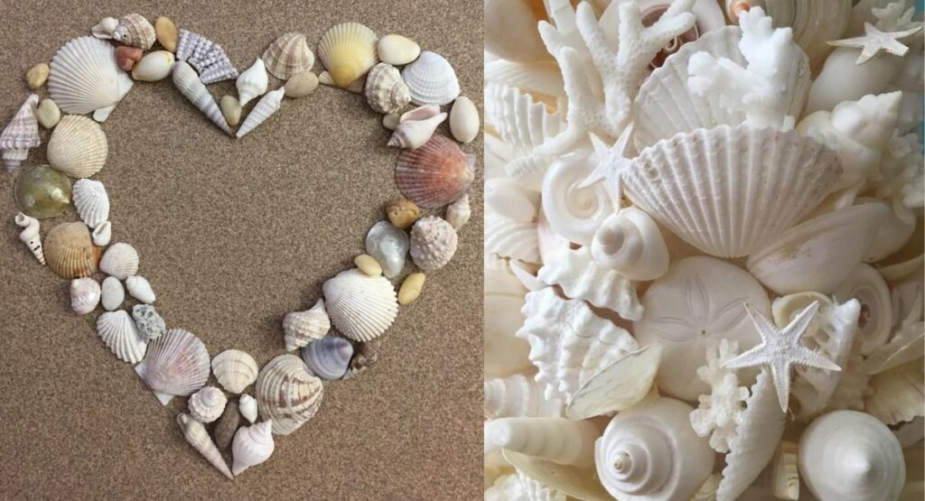 Shell Puns About Love